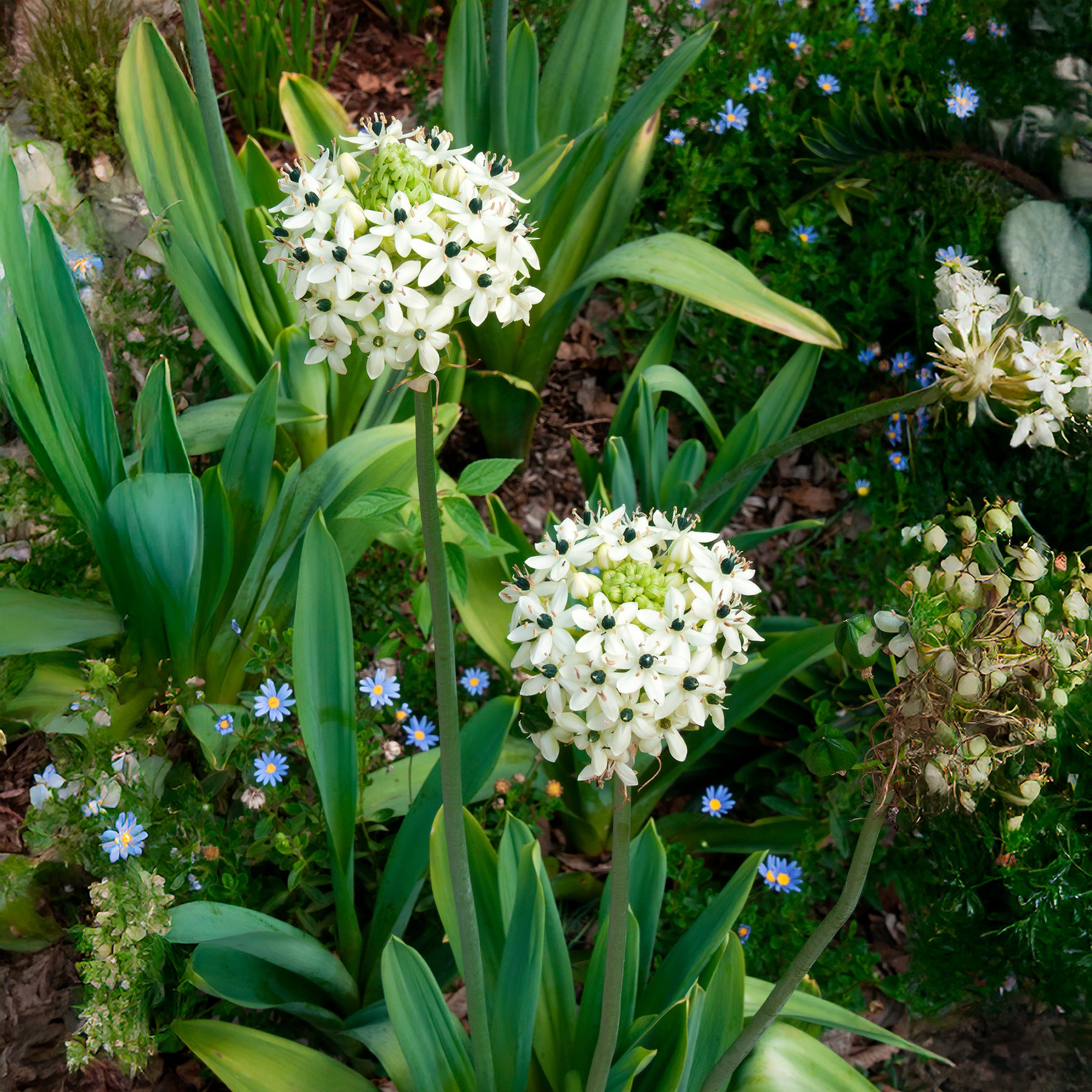 Großer Milchstern (x3) - Ornithogalum saundersiae - Willemse