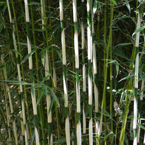 Nicht-ausläuferbildender Bambus ‘Campbell’ - Willemse