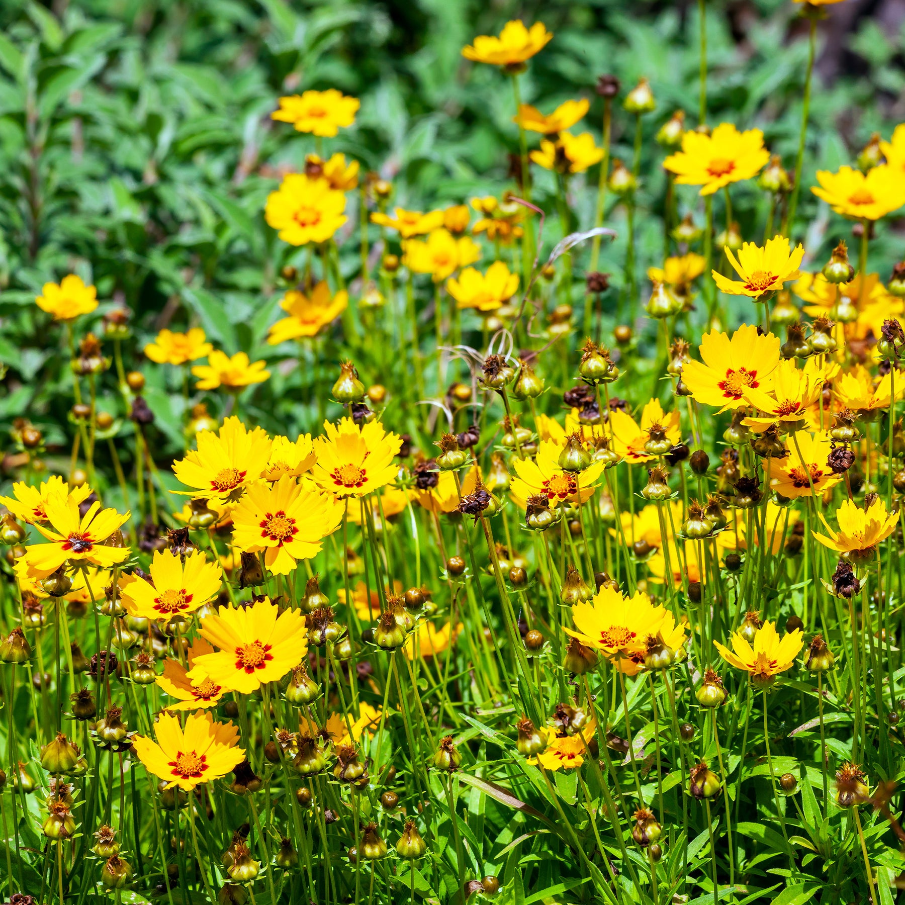 Mädchenauge - Coreopsis lanceolata Sterntaler - Willemse