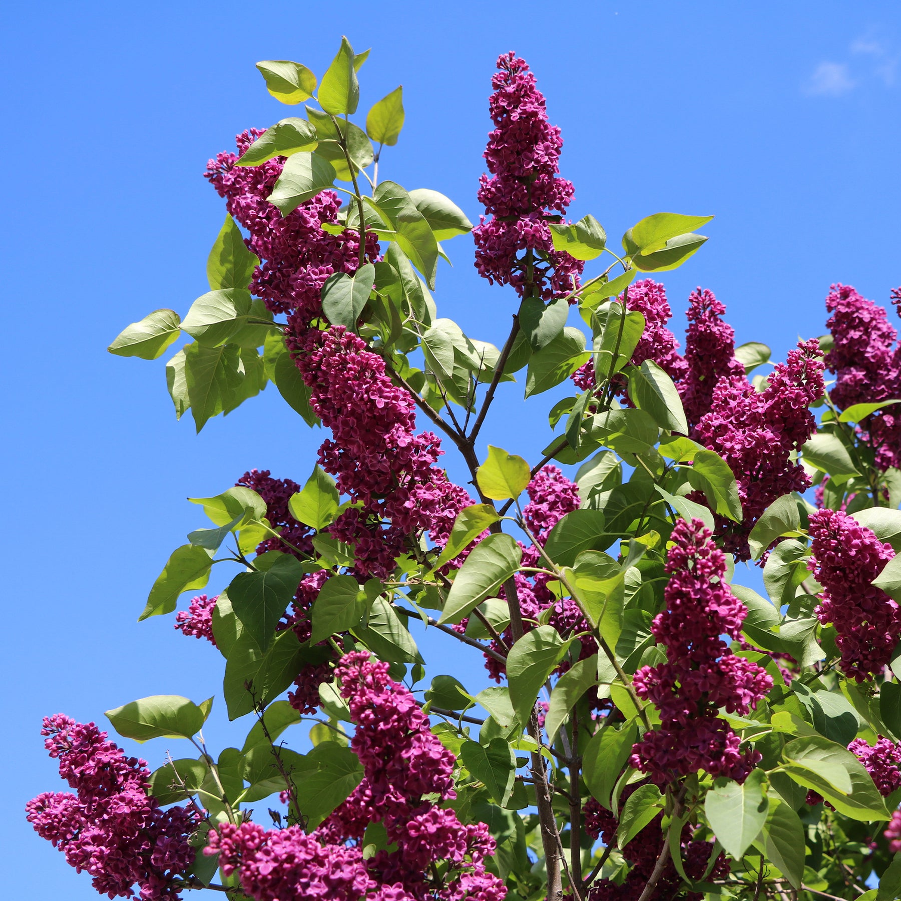 Doppelter roter Flieder - Willemse