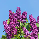 Flieder - Doppelter roter Flieder - Syringa vulgaris Charles Joly