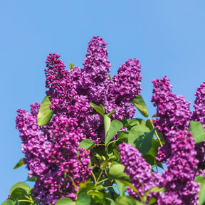 Flieder - Doppelter roter Flieder - Syringa vulgaris Charles Joly