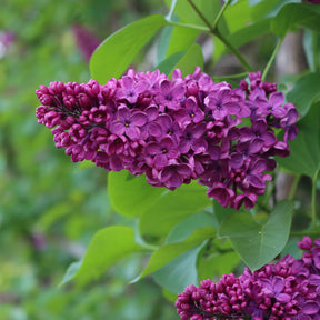 Syringa vulgaris Charles Joly - Doppelter roter Flieder - Flieder