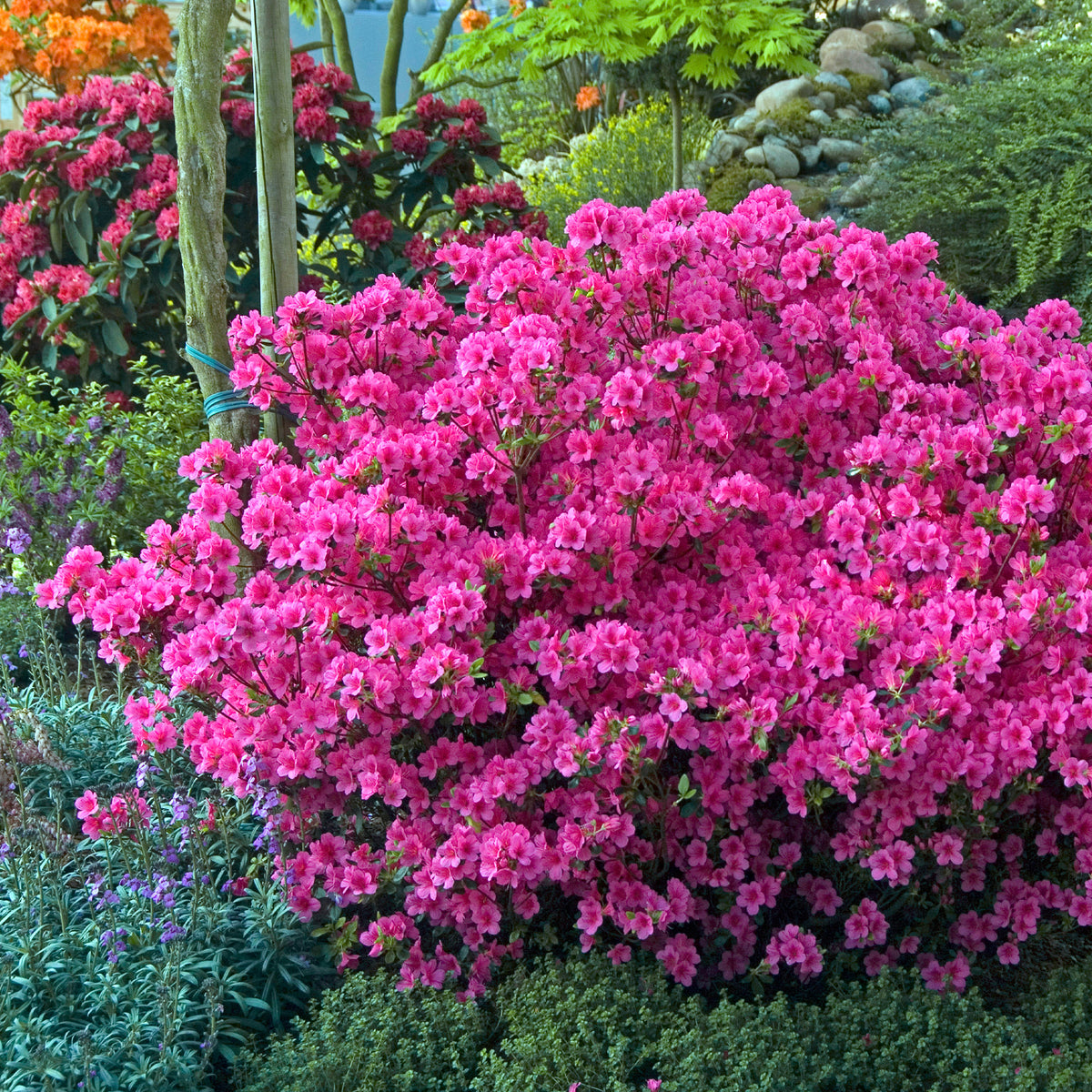 Japanische Azalee rosa - Azalea japonica pink - Willemse