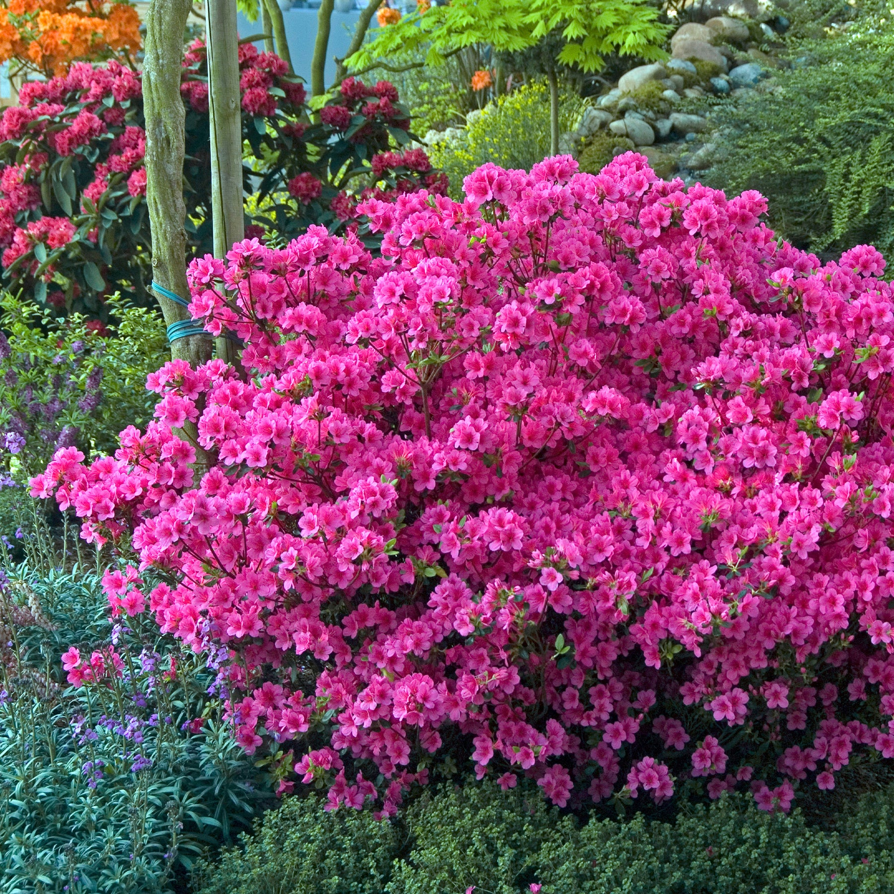 Japanische Azalee rosa - Azalea japonica pink - Willemse