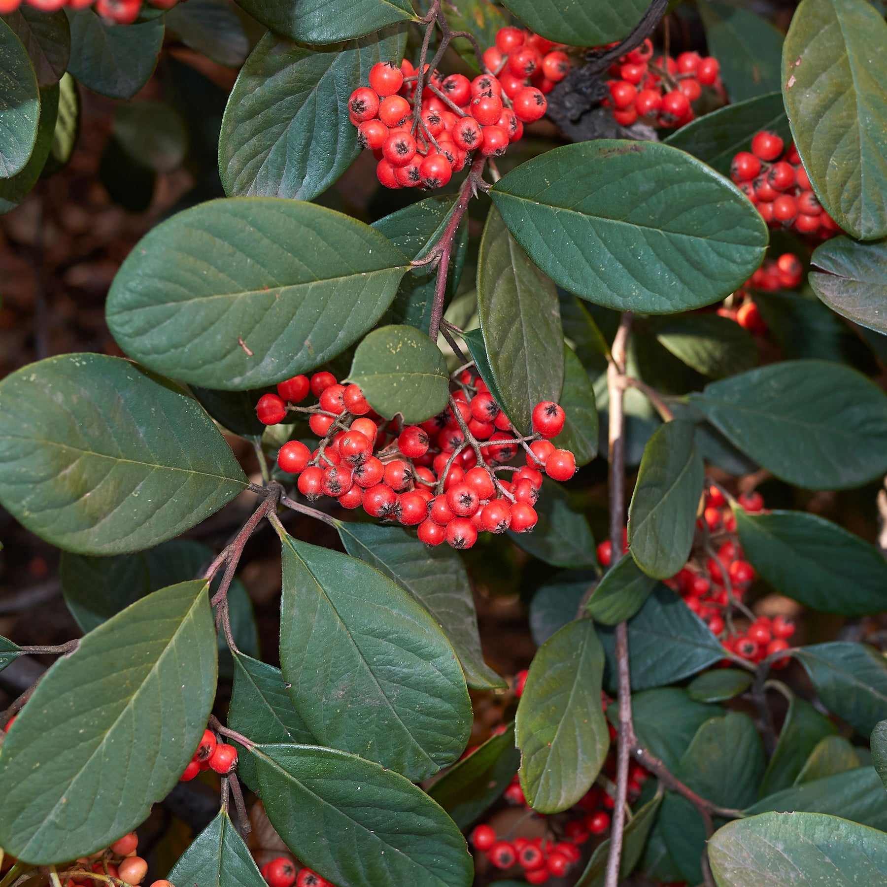 Sträucher - Späte Zwergmispel - Cotoneaster lacteus