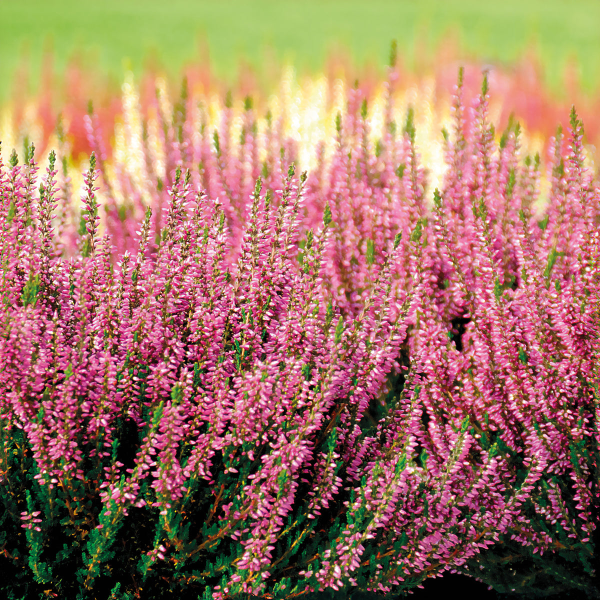 Sommerheide Marlies - Calluna vulgaris marlies - Willemse