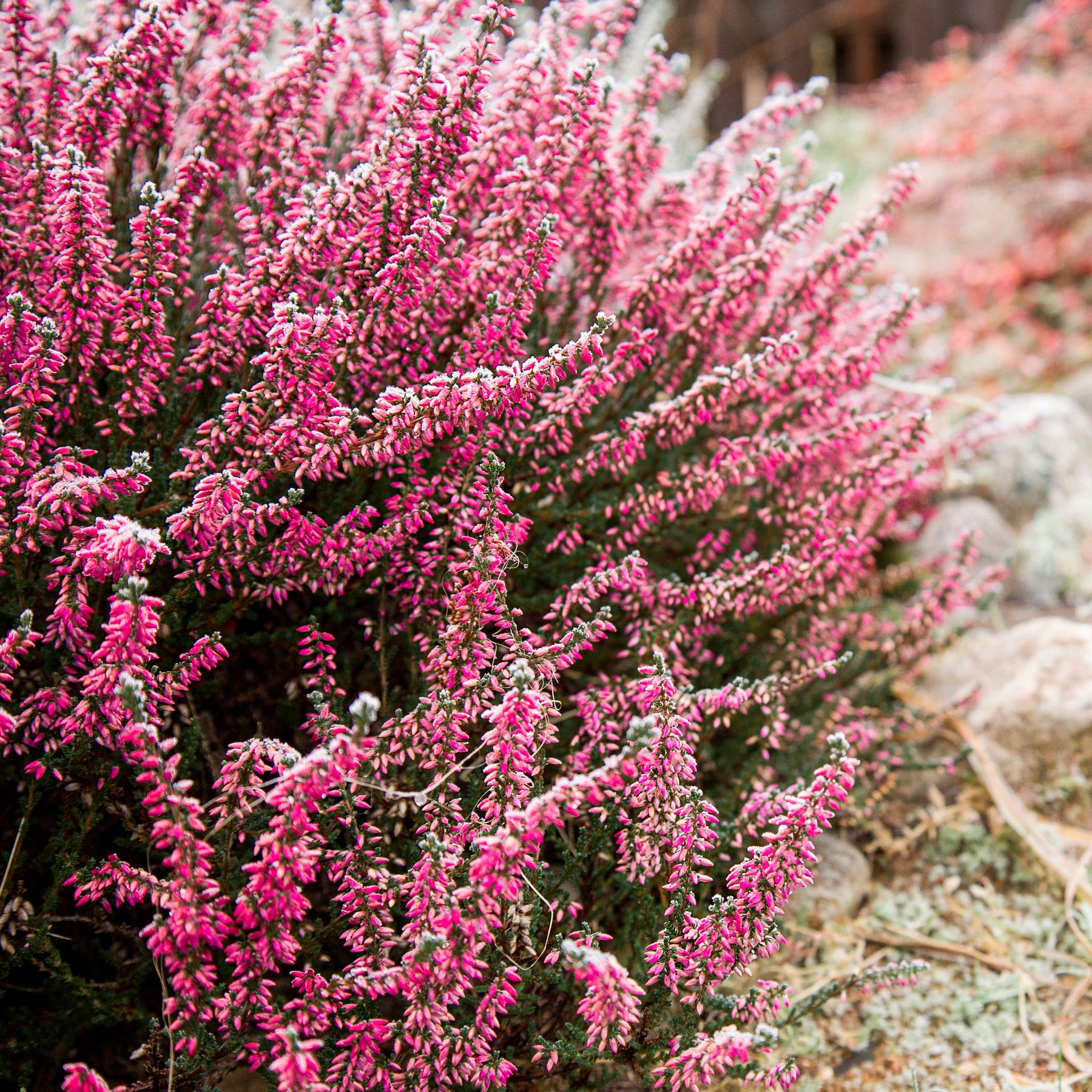 Sommerheide Marlies - Willemse