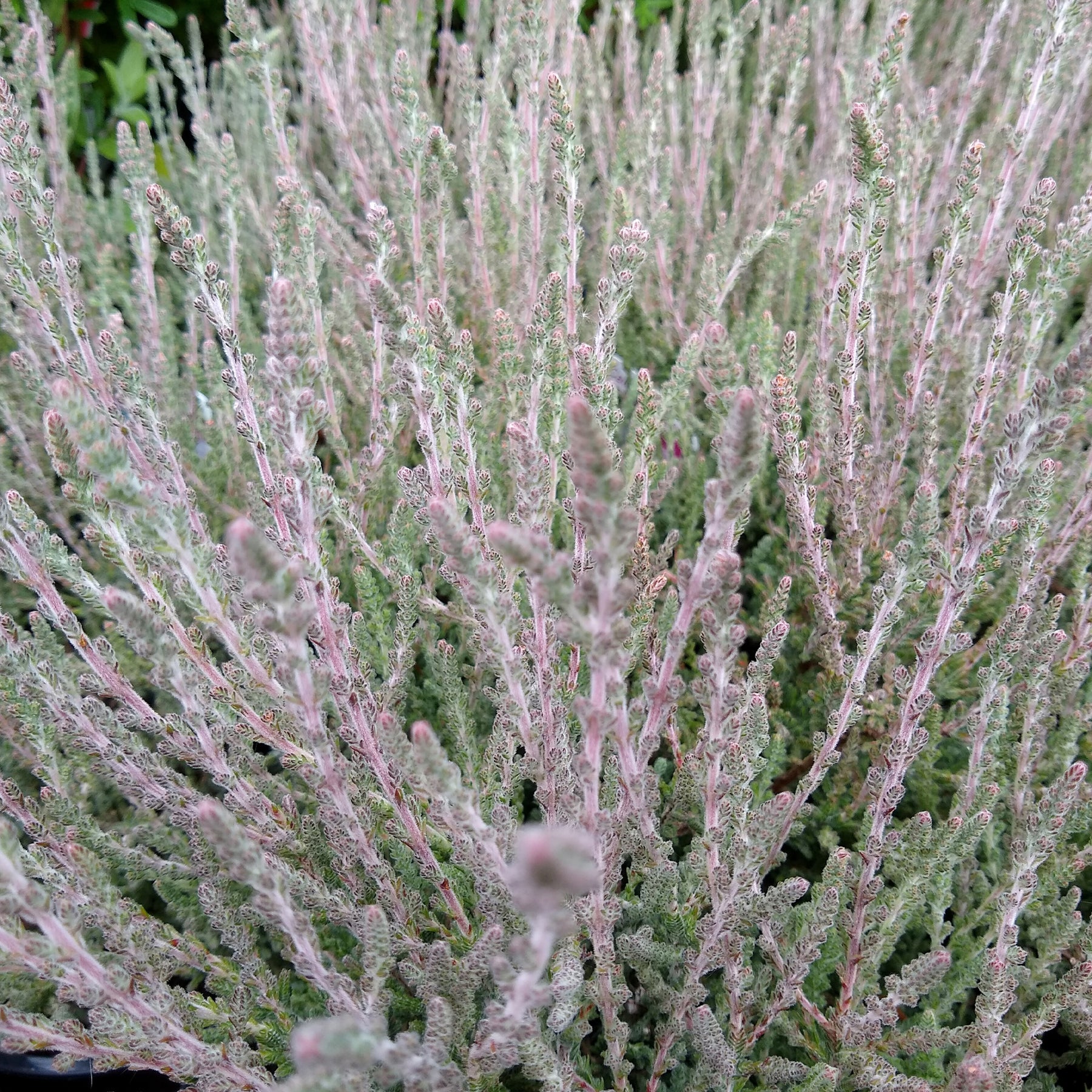 Sommerheide 'Silver Knight'