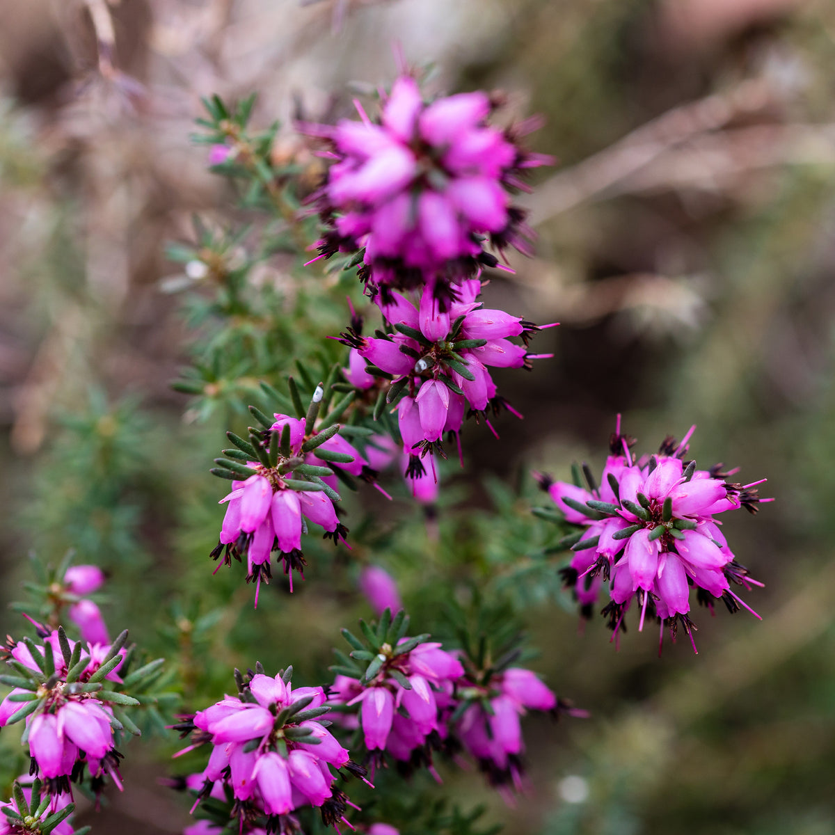 Erica darleyensis j.w porter - Winterheide J.W. Porter - Heidekraut