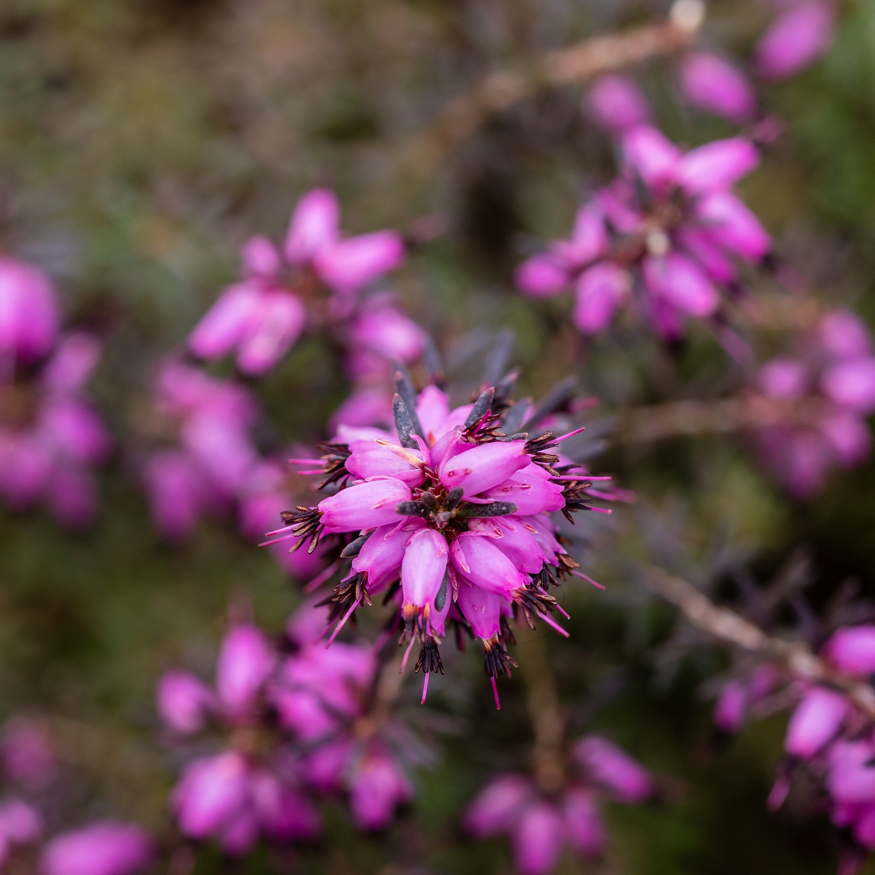 Winterheide J.W. Porter - Willemse