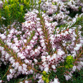 Winterheide Silberschmelze - Erica darleyensis silberschmelze - Willemse