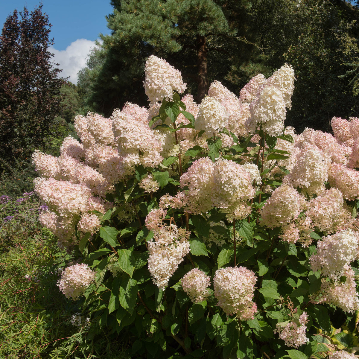 Rispenhortensie Phantom - Hydrangea paniculata phantom - Willemse
