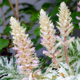 Tasmanischer Bärenklau ‘Angel’ - Acanthus hybride tasmanian angel - Willemse