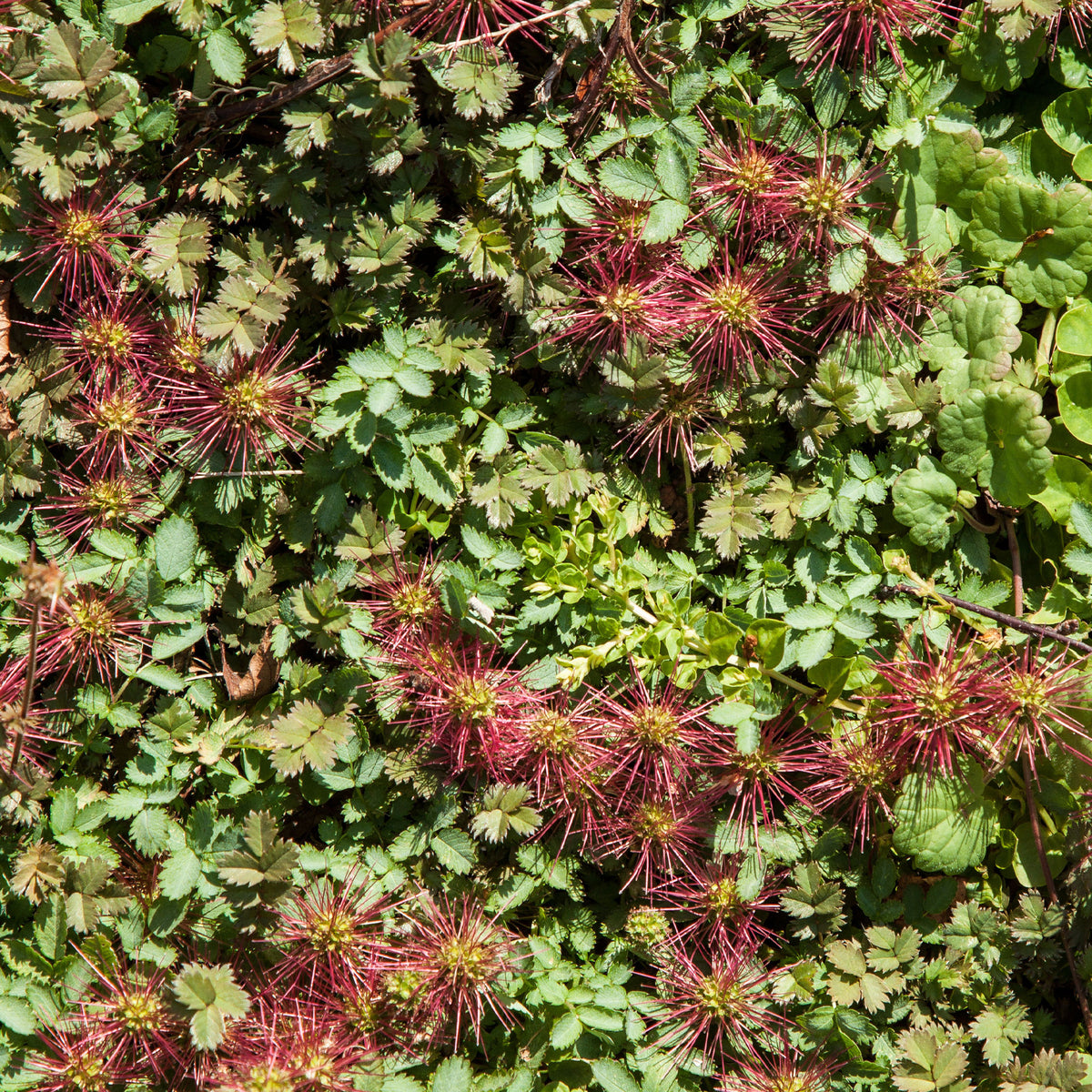 Stachelnüsschen Kupferteppich - Willemse