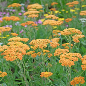 Schafgarbe 'Terracotta'