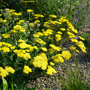 Verkauf Goldquirl-Garbe Little Moonshine - Achillea moonshine
