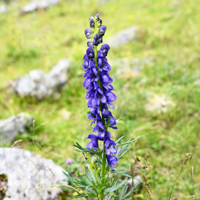 Verkauf Eisenhut - Aconitum napellus