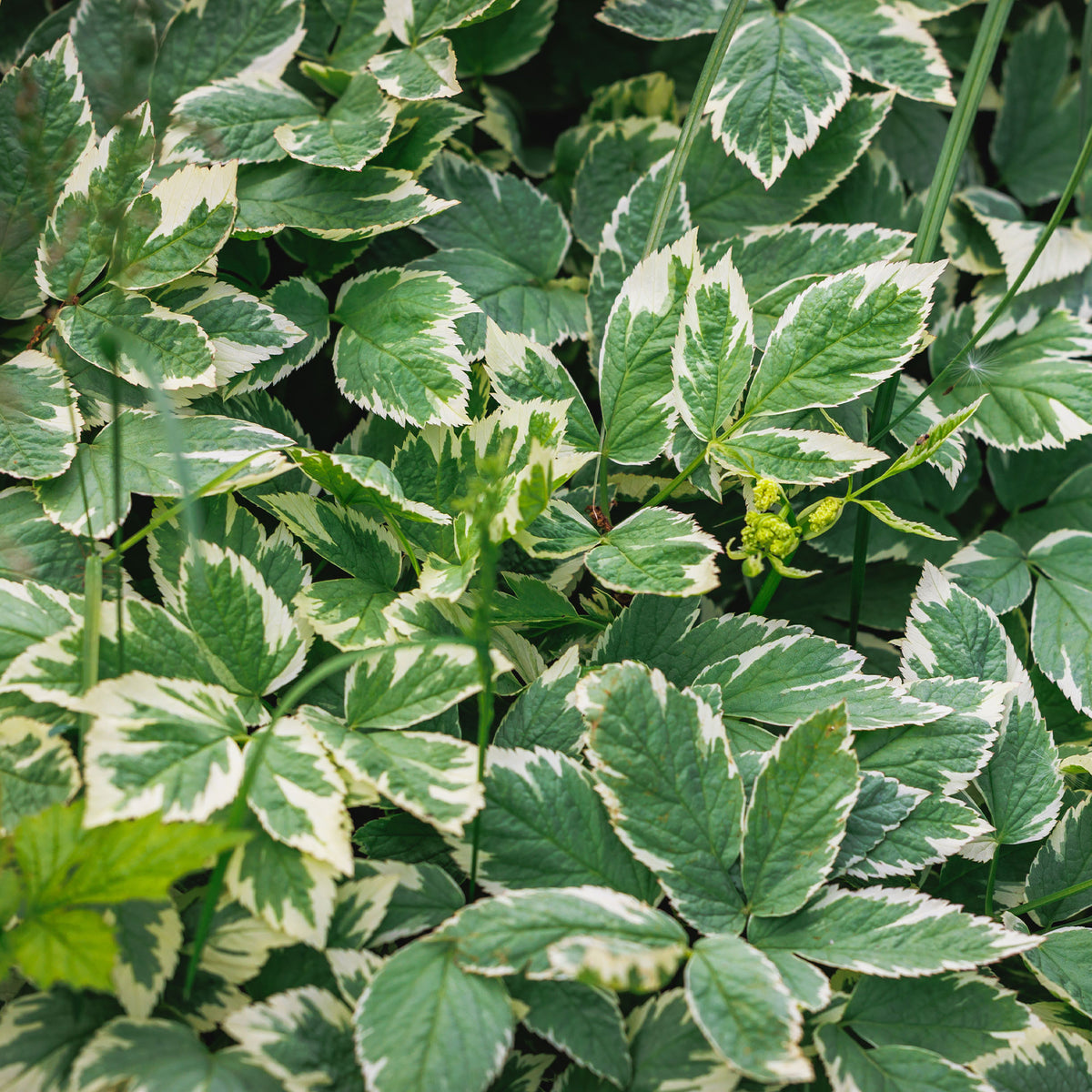 Buntblättriger Giersch - Willemse