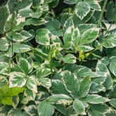 Buntblättriger Giersch - Willemse