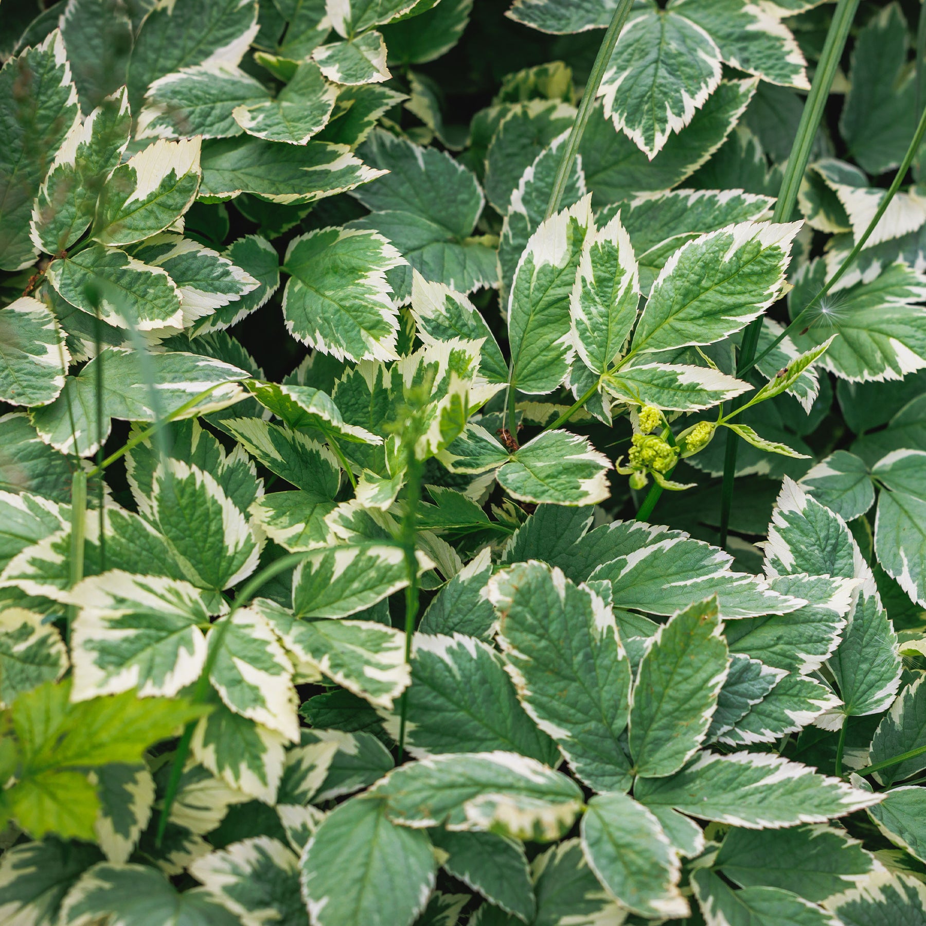 Buntblättriger Giersch - Willemse