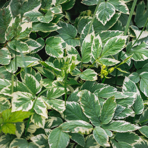 Buntblättriger Giersch - Willemse