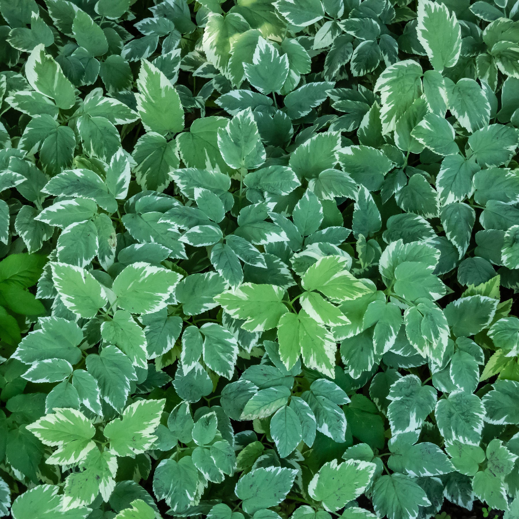 Buntblättriger Giersch - Aegopodium podograria variegatum - Willemse
