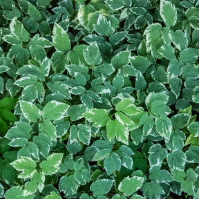 Buntblättriger Giersch - Aegopodium podograria variegatum - Willemse