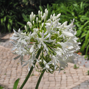 Agapanthus - Schmucklilie weiß - Agapanthus africanus albus