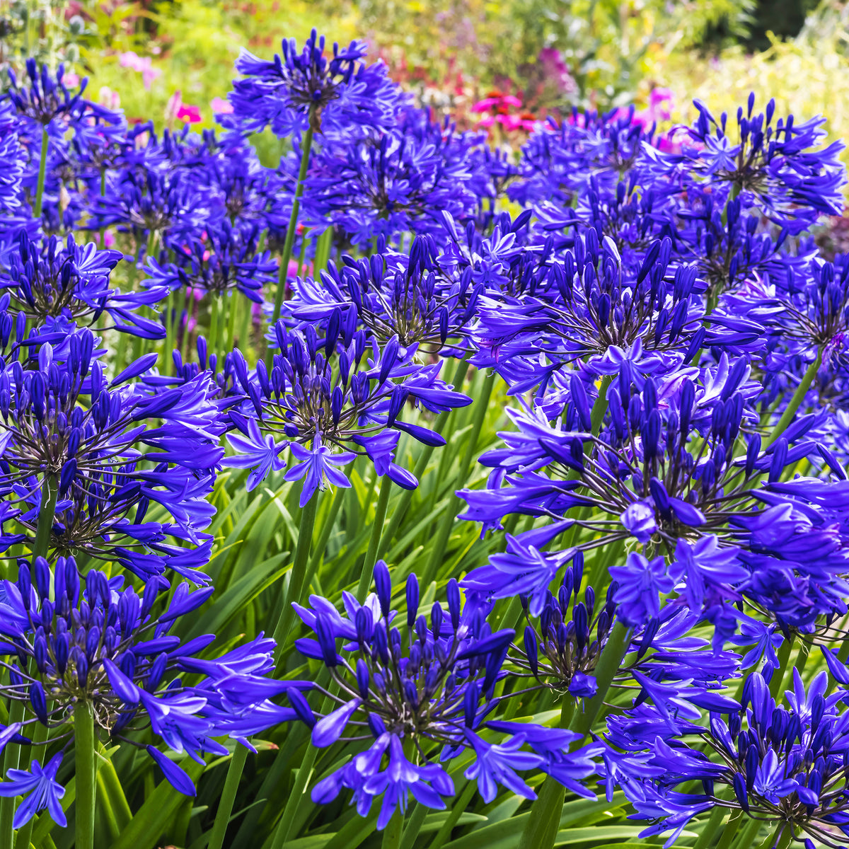 Agapanthus Navy Blue - Willemse