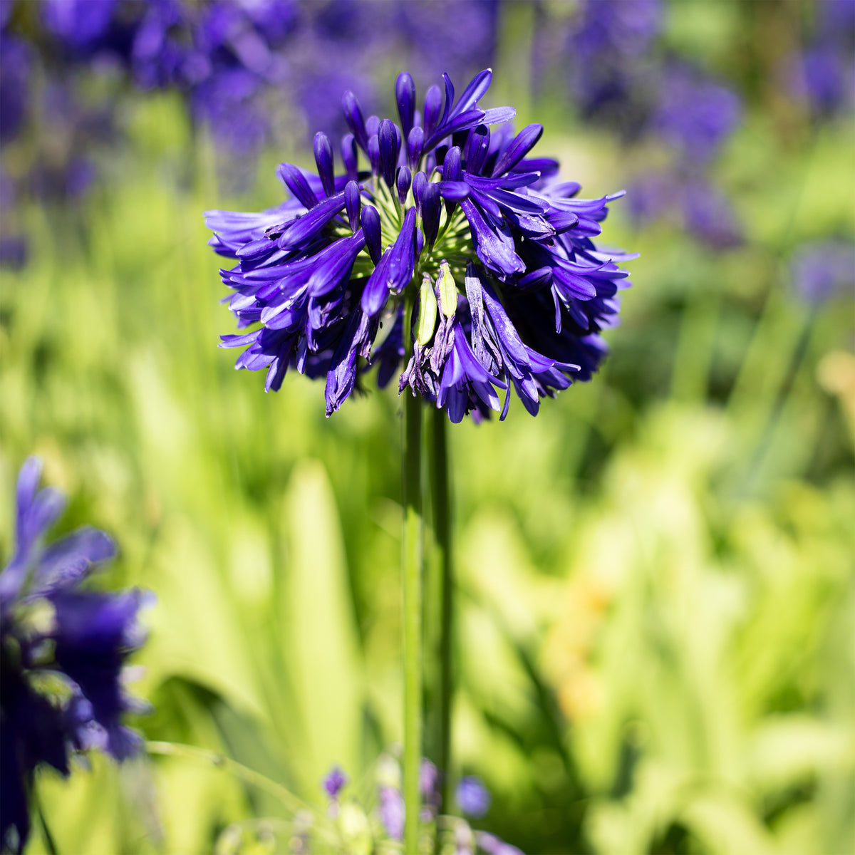 Agapanthus Purple Cloud / Afrikanische Lilie - Agapanthus purple cloud - Willemse