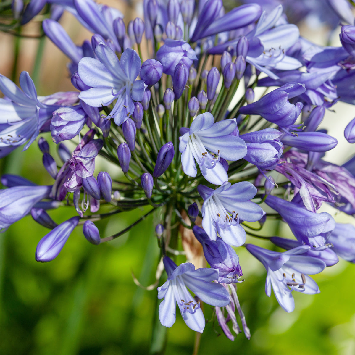 Agapanthus Peter Pan - Willemse