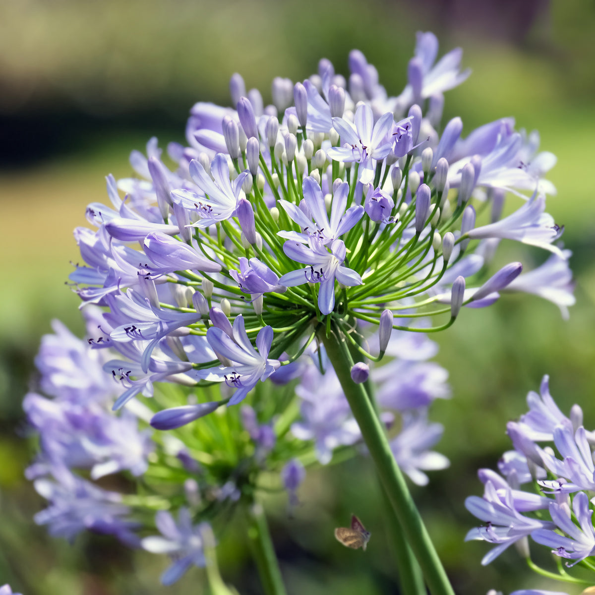 Agapanthus Peter Pan - Agapanthus Peter Pan - Willemse