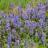 Kriechender Günsel - Willemse