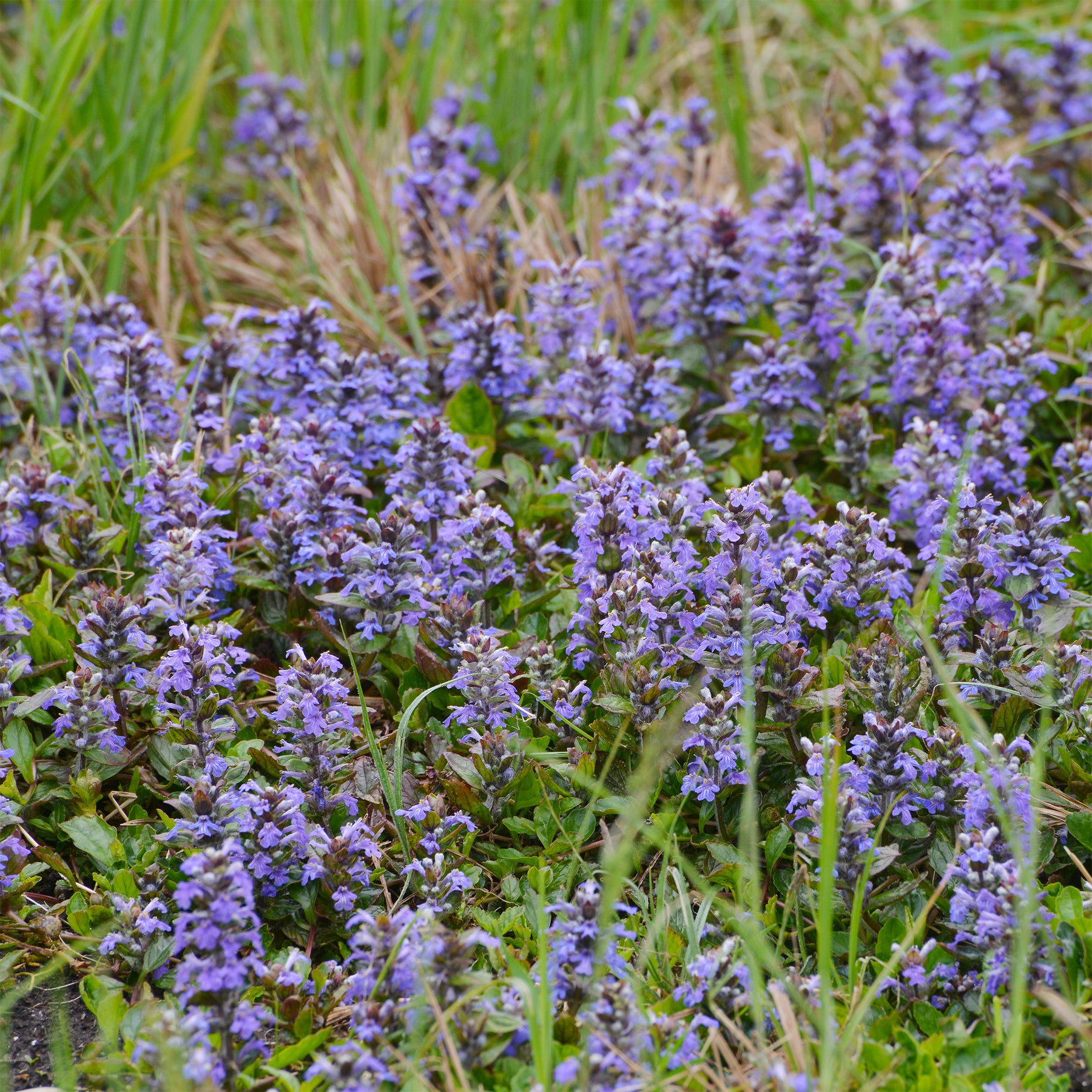 Kriechender Günsel - Willemse