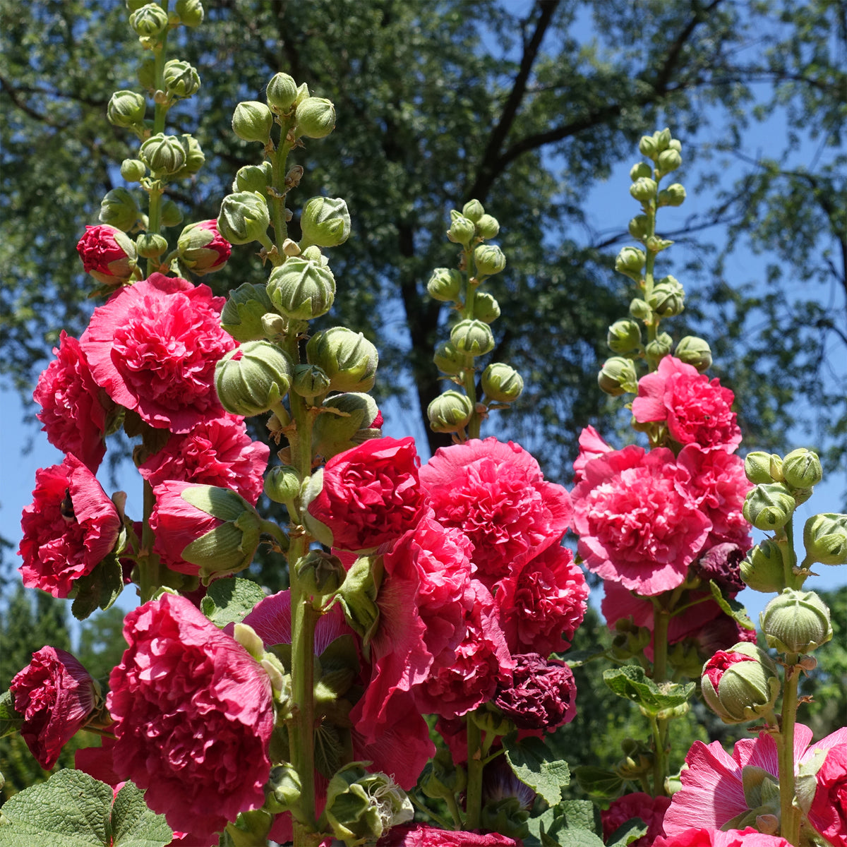 Stockrose Chaters Double Group Pink - Alcea rosea chaters double group pink - Willemse