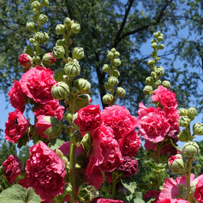 Stockrose Chaters Double Group Pink - Alcea rosea chaters double group pink - Willemse