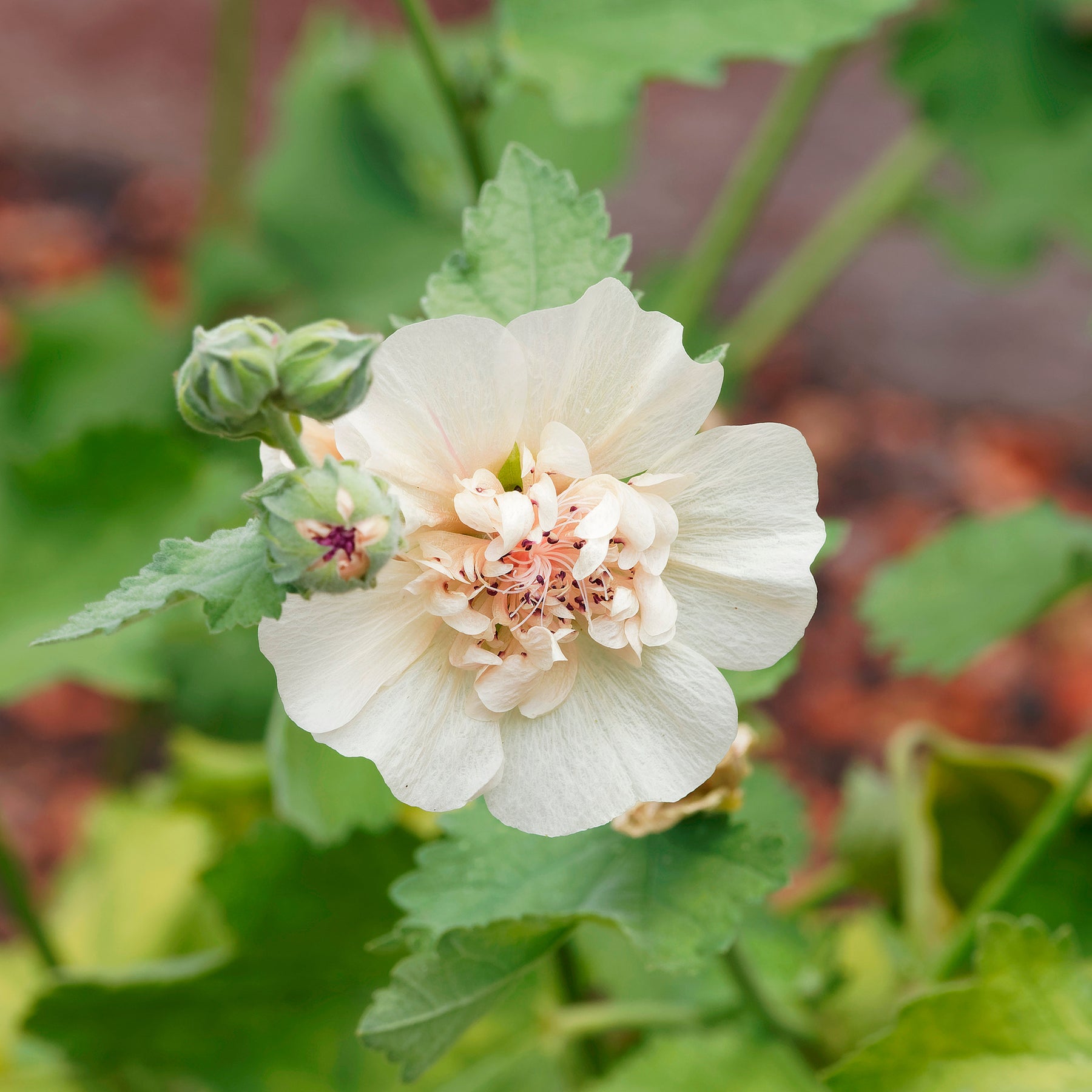Halbstrauchige Stockrose Parkallee