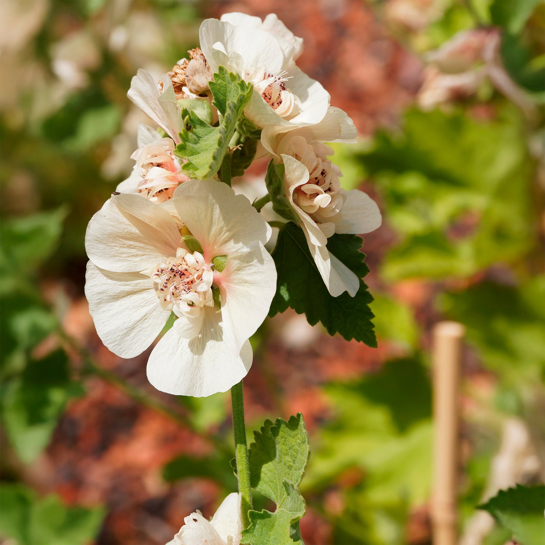 Halbstrauchige Stockrose Parkallee