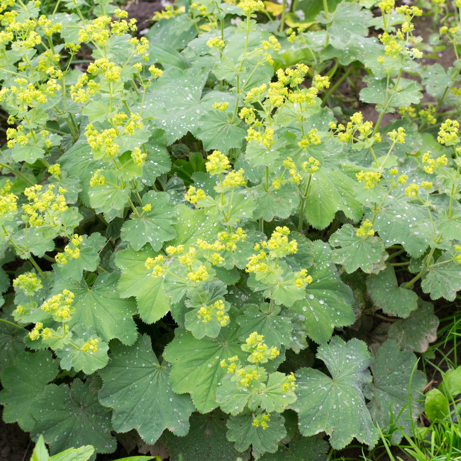 Alchemilla vulgaris - Spitzlappiger Frauenmantel - Stauden