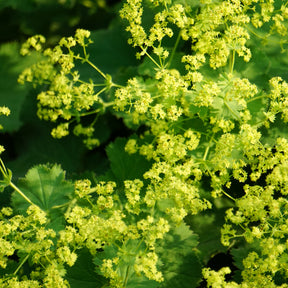Spitzlappiger Frauenmantel - Alchemilla vulgaris - Willemse