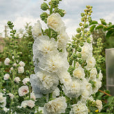 Stockrose gefüllt weiß - Willemse