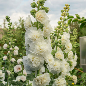 Stockrose gefüllt weiß - Willemse