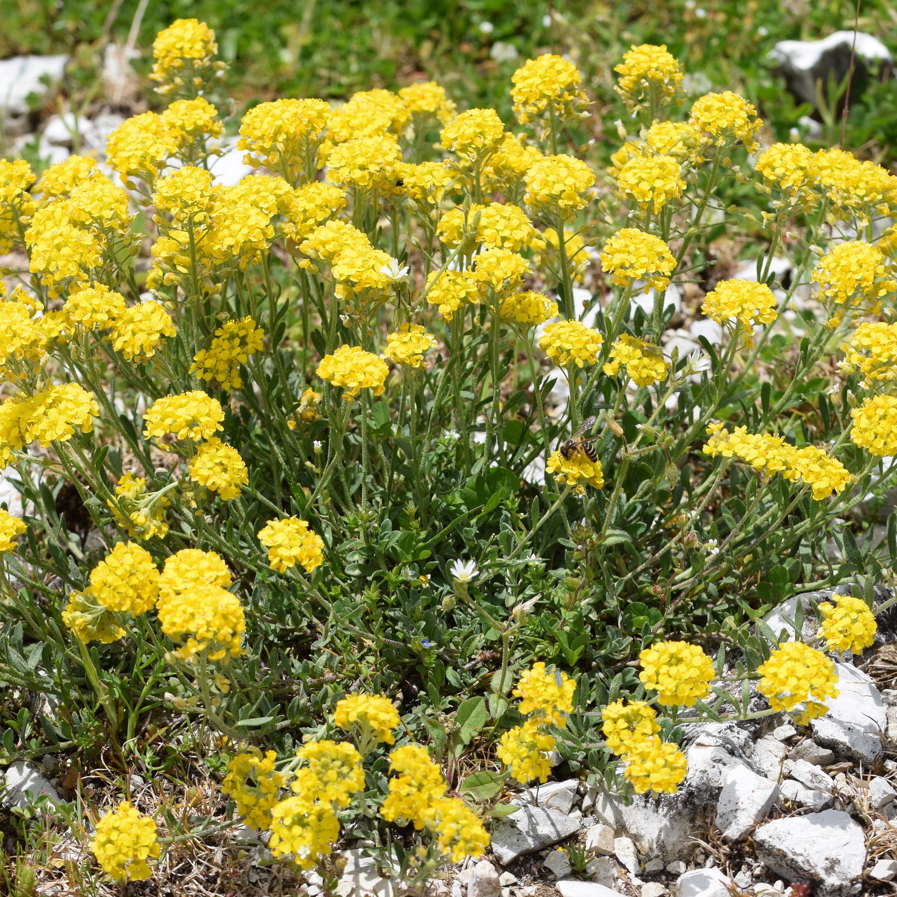 Steinkraut ‘Berggold’ - Alyssum montanum Berggold - Willemse