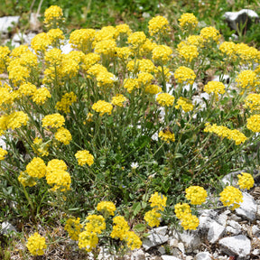 Steinkraut ‘Berggold’ - Alyssum montanum Berggold - Willemse