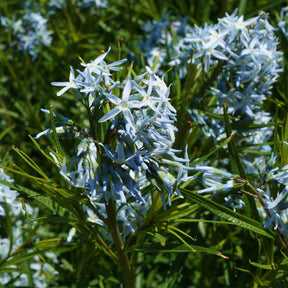 Amsonia hubrichtii - Amsonia hubrichtii - Willemse