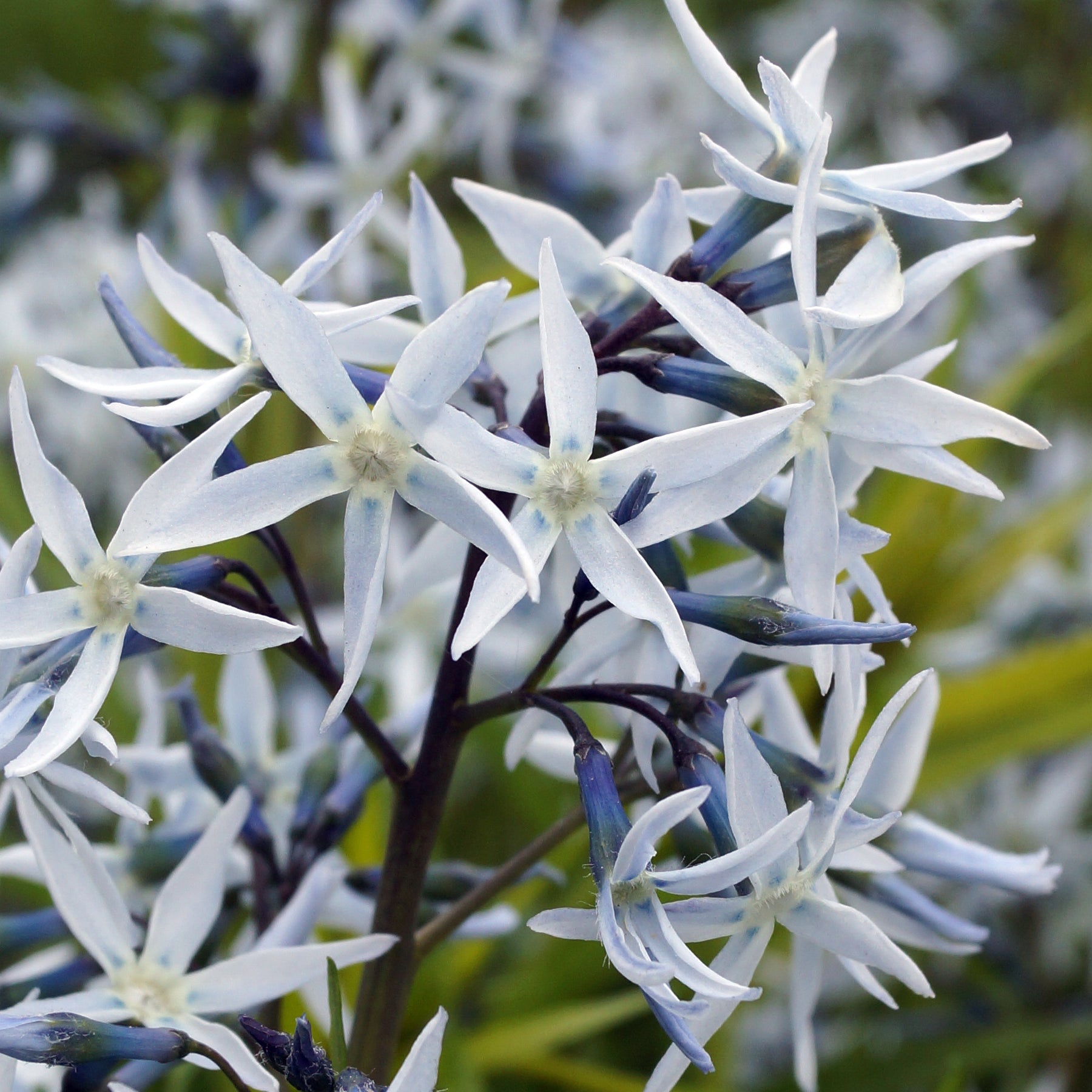 Amsonia hubrichtii - Willemse