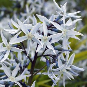 Amsonia hubrichtii - Willemse