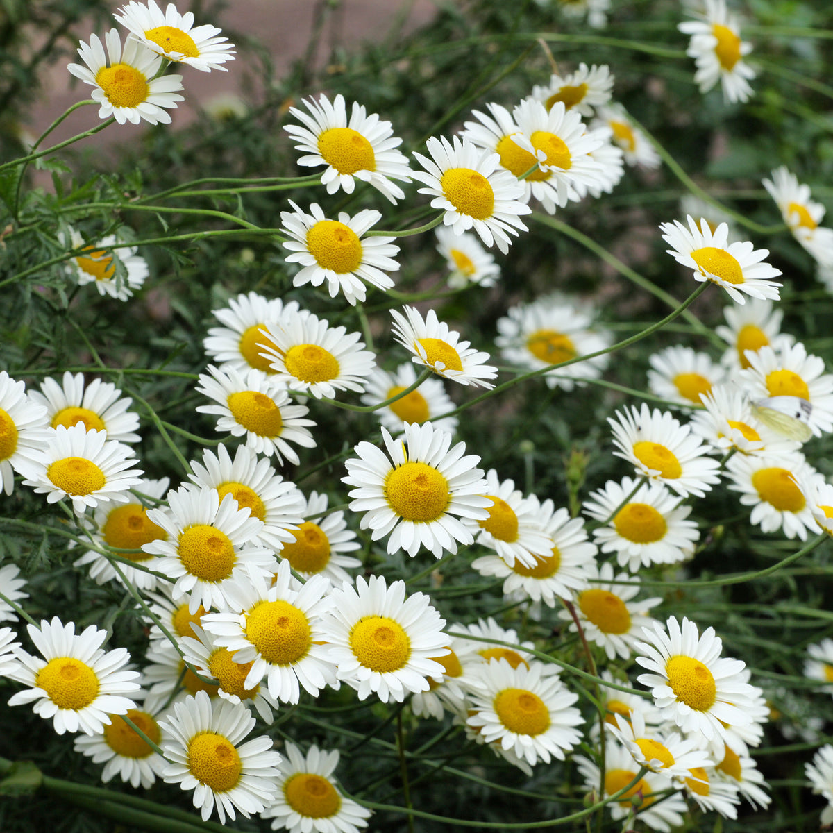 Anthemis x hybrida Sauce Hollandaise - Färber-Hundskamille Sauce Hollandaise - Hundskamille