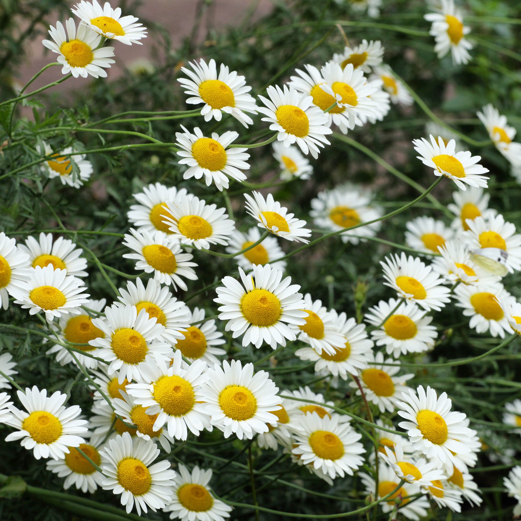 Anthemis x hybrida Sauce Hollandaise - Färber-Hundskamille Sauce Hollandaise - Hundskamille